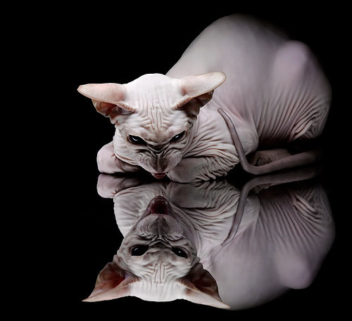 铁卫炸开进攻封印,南美铁桶窒息西亚绿鹰