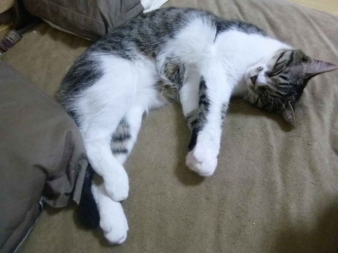 开云体育在线-NBA巨塔降临意甲？当戈贝尔于焦点战接管比赛，热浪引爆冷门太阳