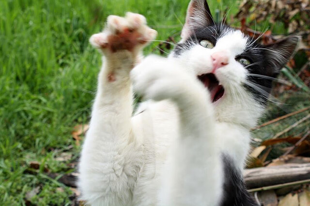 金玟哉单核降维打击，塞内加尔一波流背后的统治逻辑