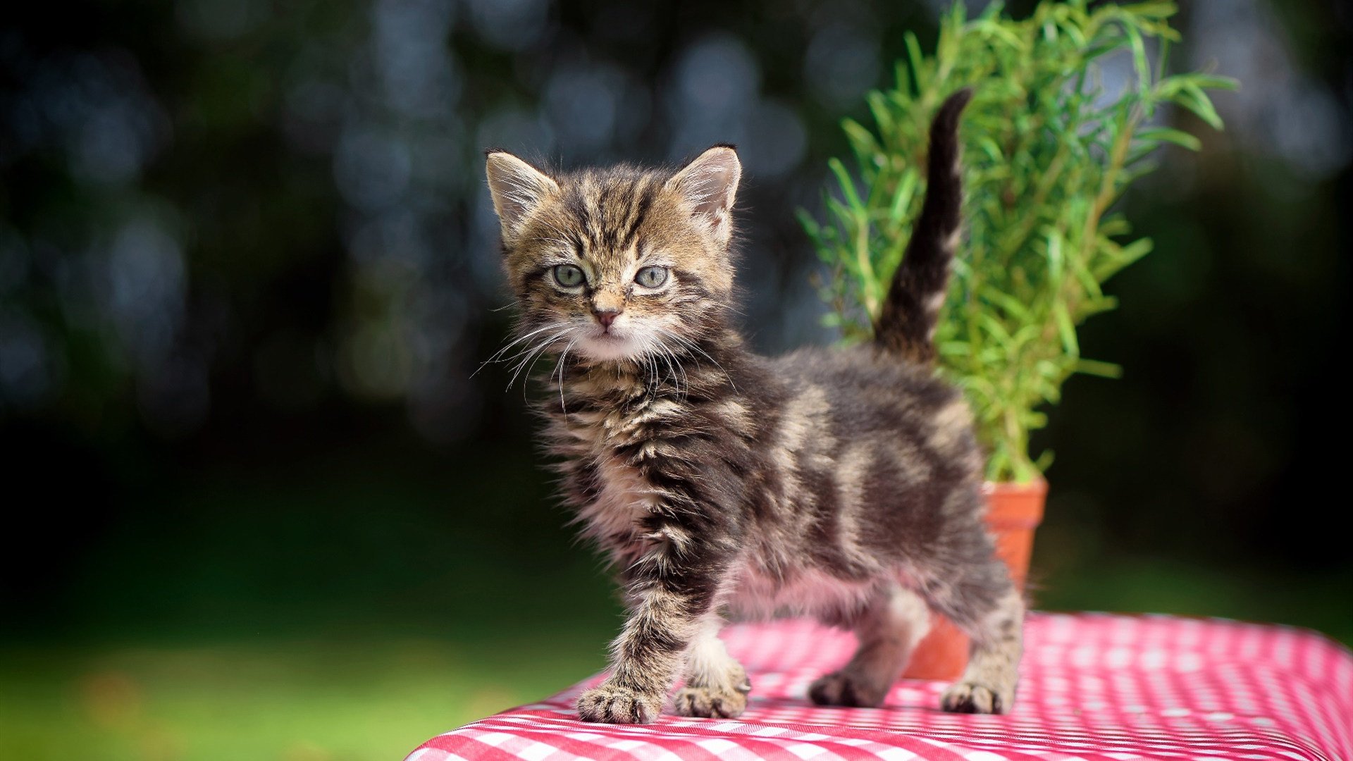 开云体育平台APP-迪亚斯加时绝杀！瑞典力克爱尔兰晋级