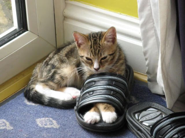 开云体育app-逆袭之夜，当上海队跨洋挑战篮网，武切维奇证明谁才是真正的大场面先生