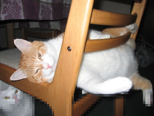 冰封密尔沃基，戈贝尔一锤定音，森林狼用窒息的防守写下冠军宣言