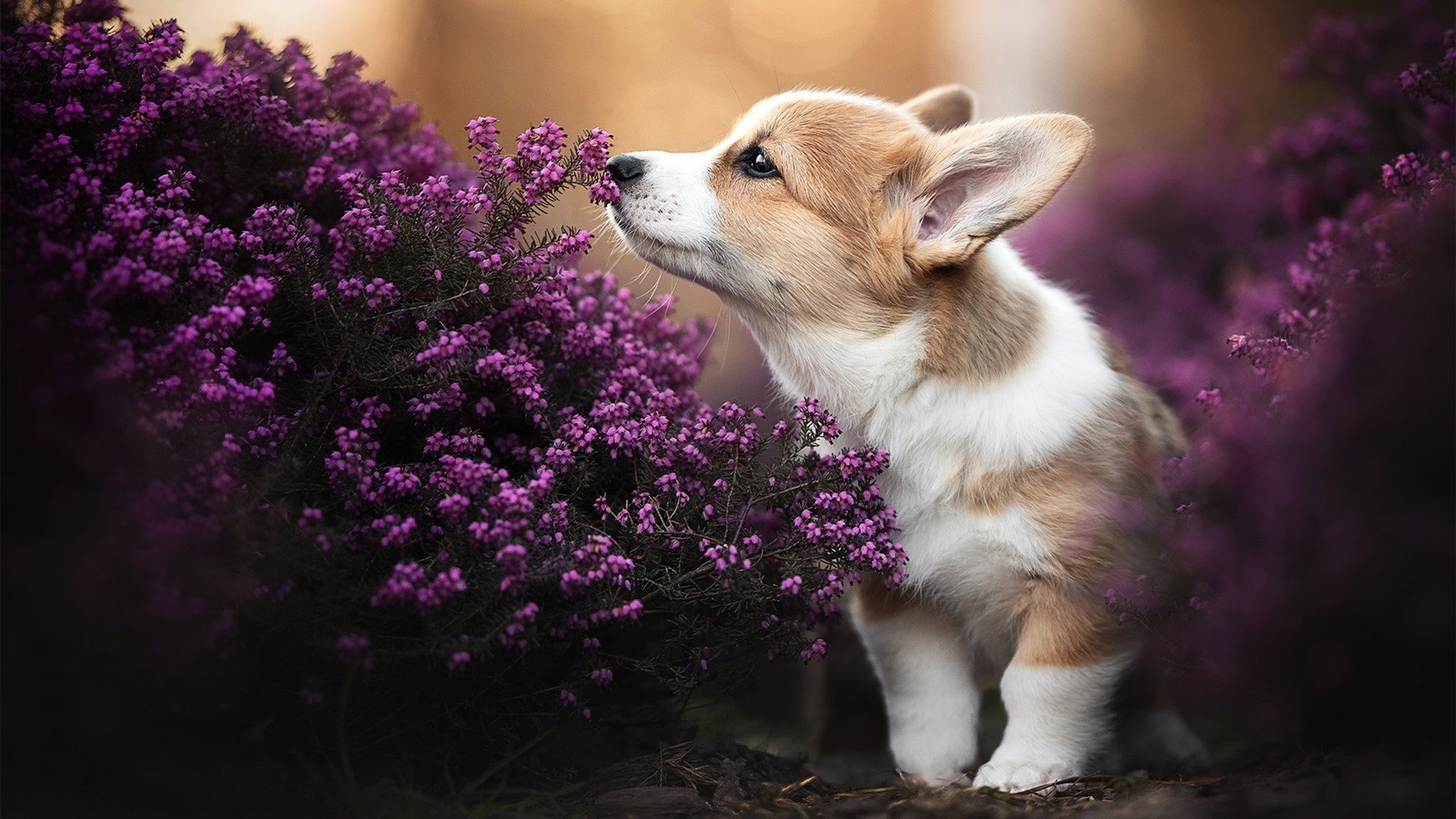 开云体育app-NBA史上最丑陋的冠军，活塞五虎用铁血防守埋葬湖人四巨头